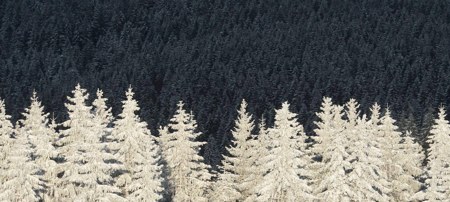Spitzen verschneiter Nadelbäume strahlen in der Abendsonne