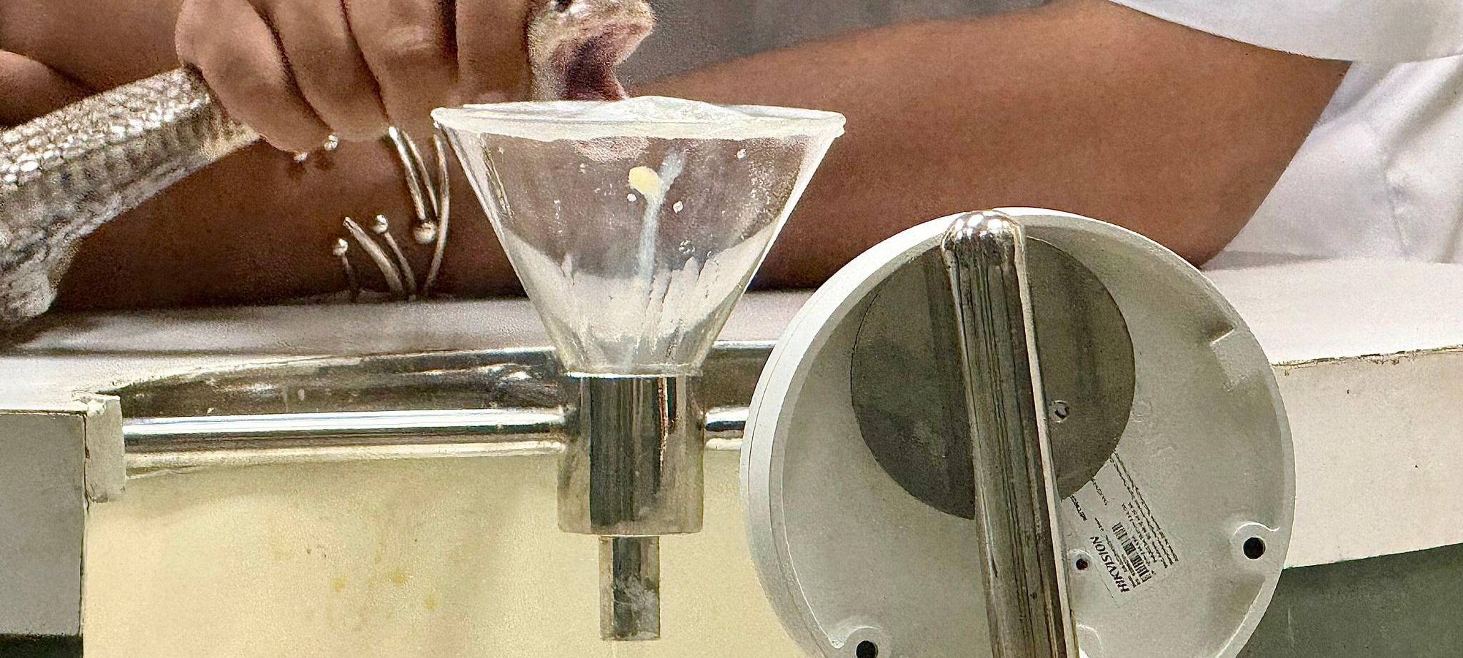 Schlangenfarm in Bangkok zur Herstellung von Antiserum