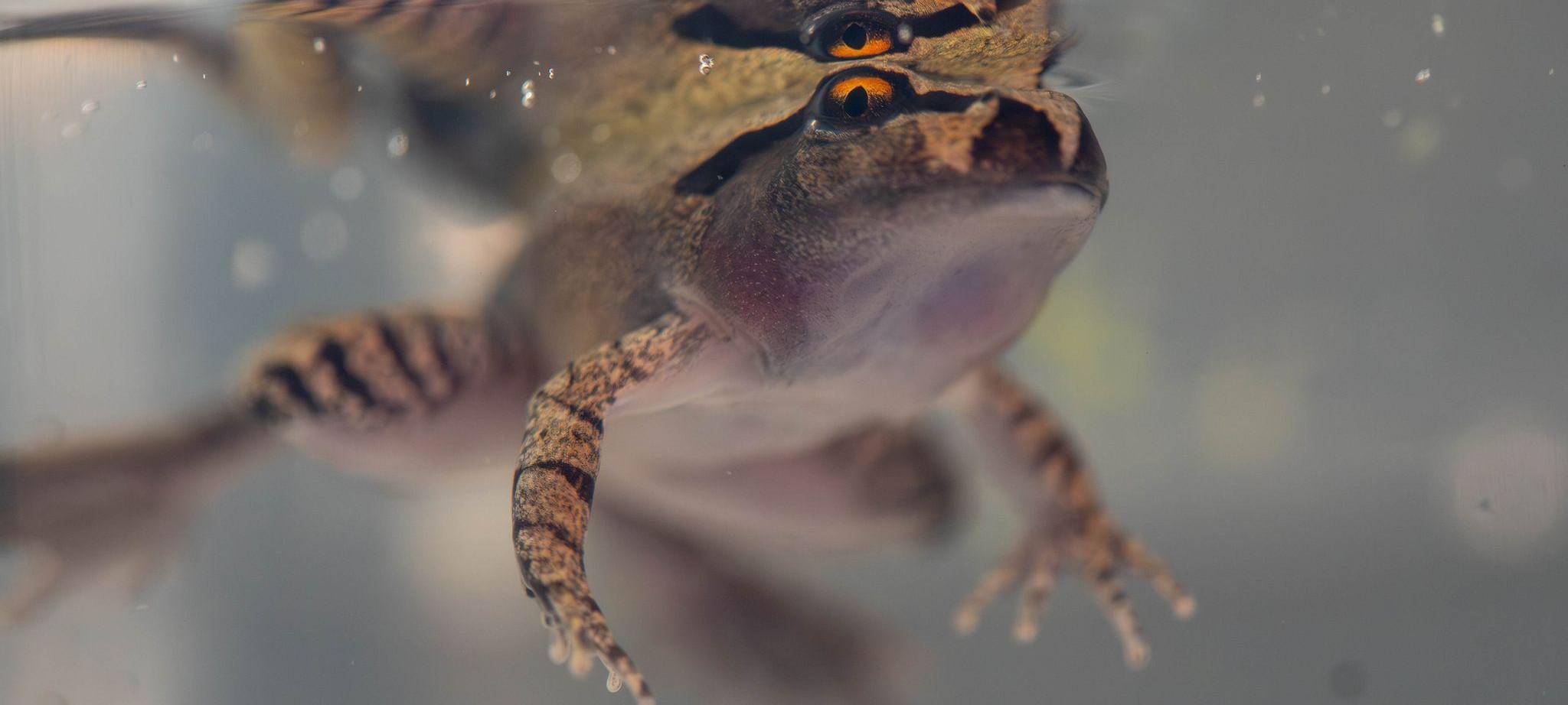 Südlicher Stotterfrosch (Mixophyes australis) in Australien