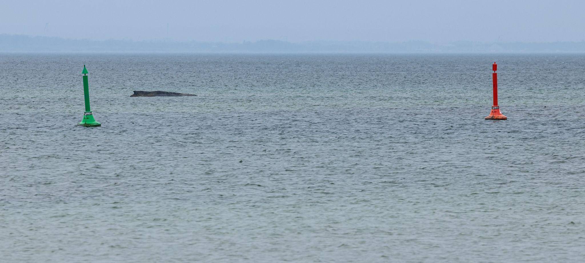 Wal an der Ostseeküste gestrandet