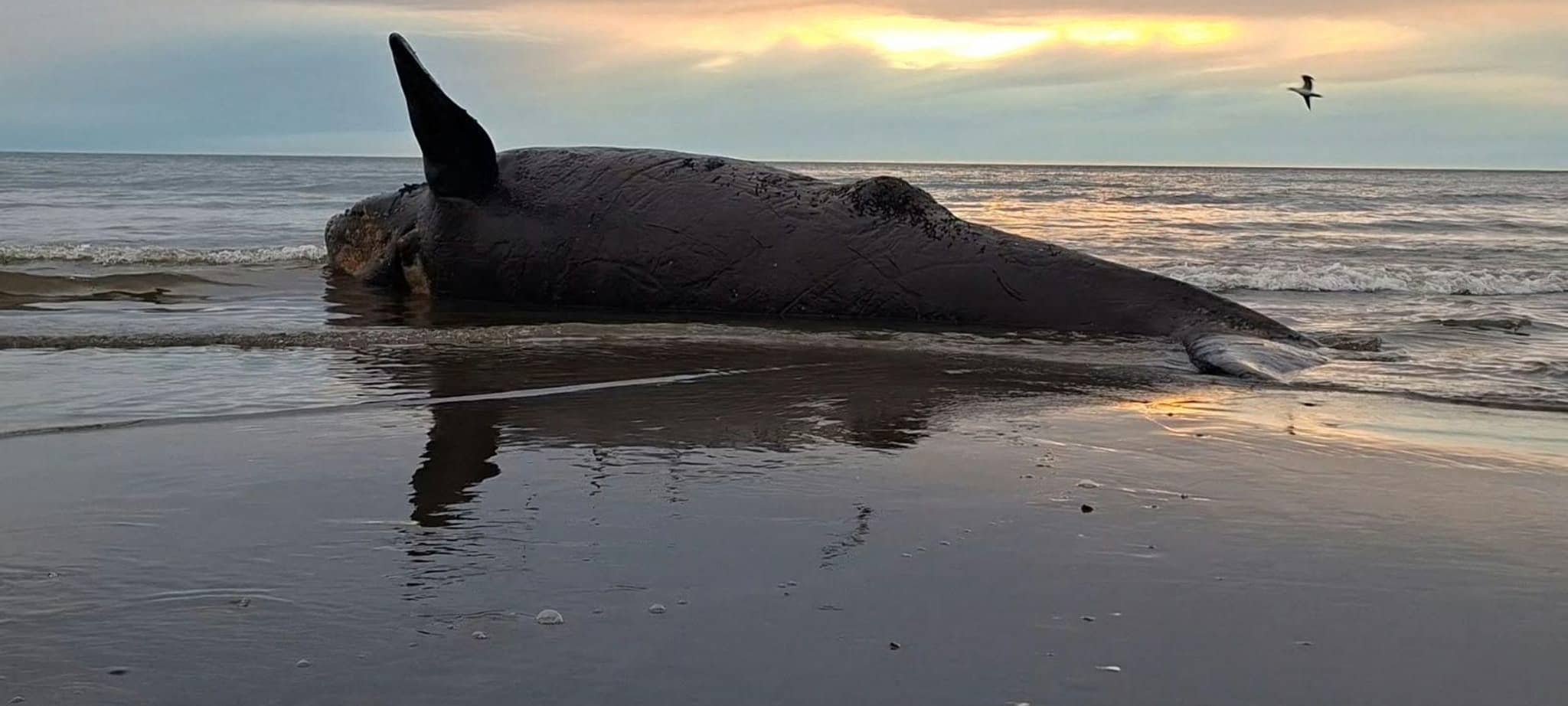 Dutzende toter Jungwale in Patagonien an Land gespült