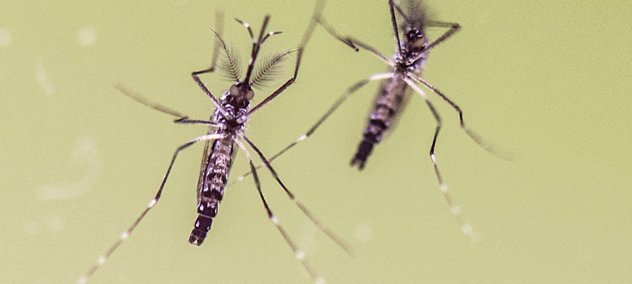 Zwei Ägyptische Tigermücken (Aedes aegypti)